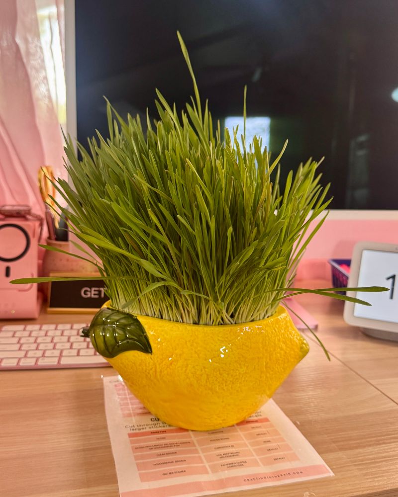 A photo of an office desk with a small, yellow planter shaped like a lemon sitting on it, that has LOTS of cat grass growing out of it. In the background are sheer pink curtains, a pink iMac, a pink phone charger, a pink iMac keyboard, and a white digital clock display. Beneath the planter, laminated to the desk, is a Cricut guide with boxes of pink, and black text all over it.