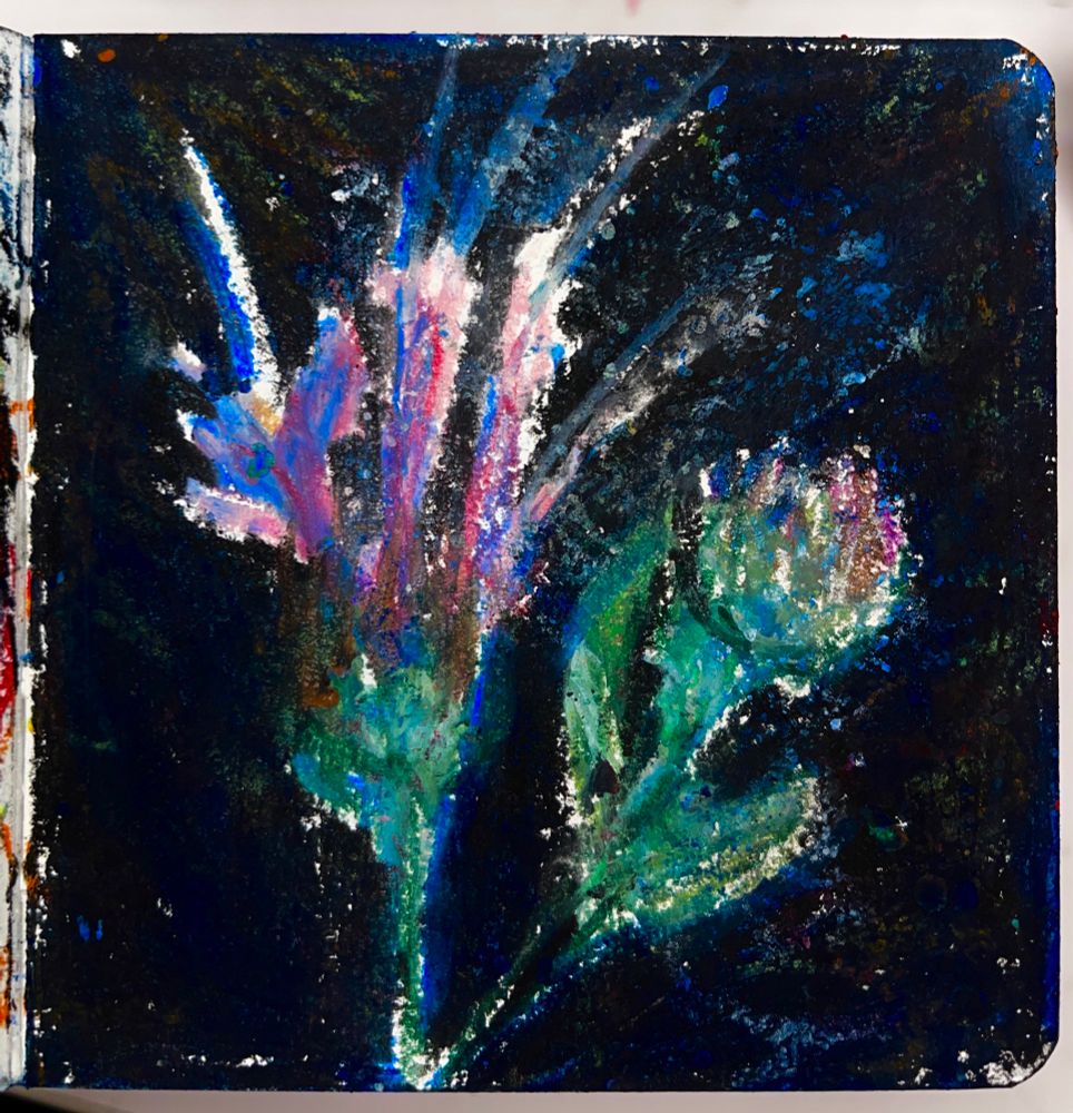 A pink flower