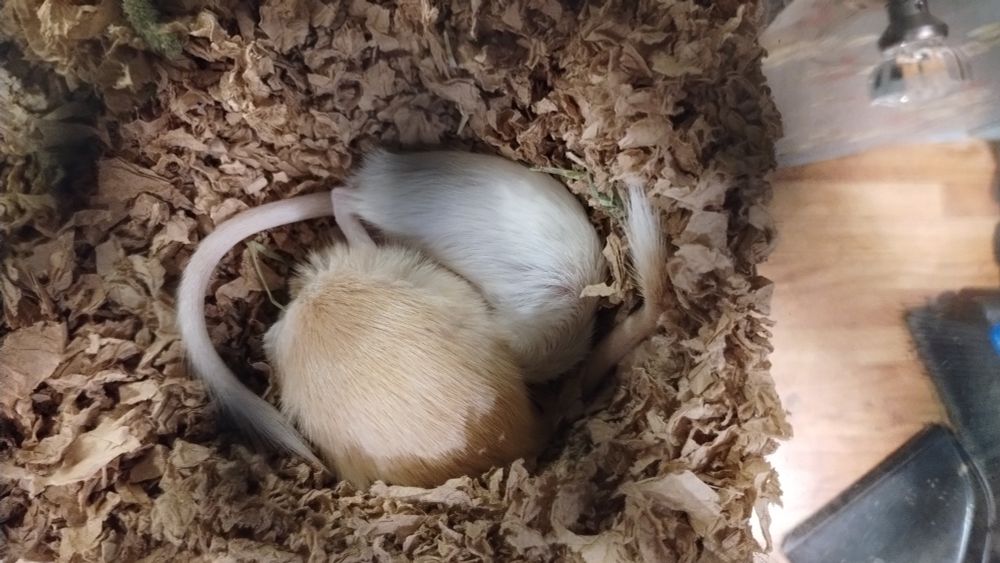 Magnus and Dorn are sleeping. Dorn has his legs against Magnus's shoulder at an odd angle. 