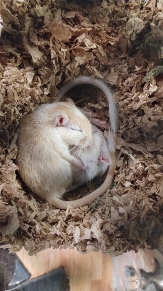 Magnus and Dorn sleeping in a yin and yang position 