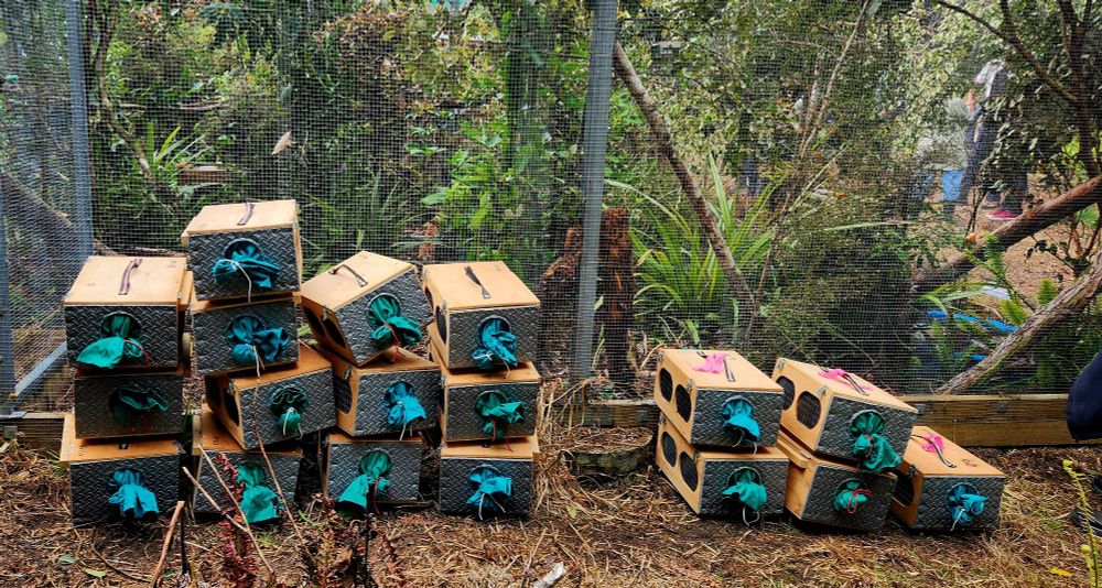 A pile of empty boxes after a successful release of 50 tīeke.