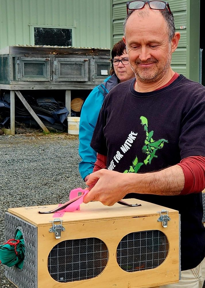 Me very carefully holding a box containing two precious tīeke (saddlebacks) prior to release