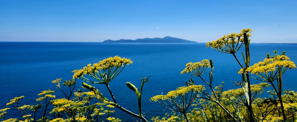 Picture of Kapiti Island with fennel plants in the foreground.