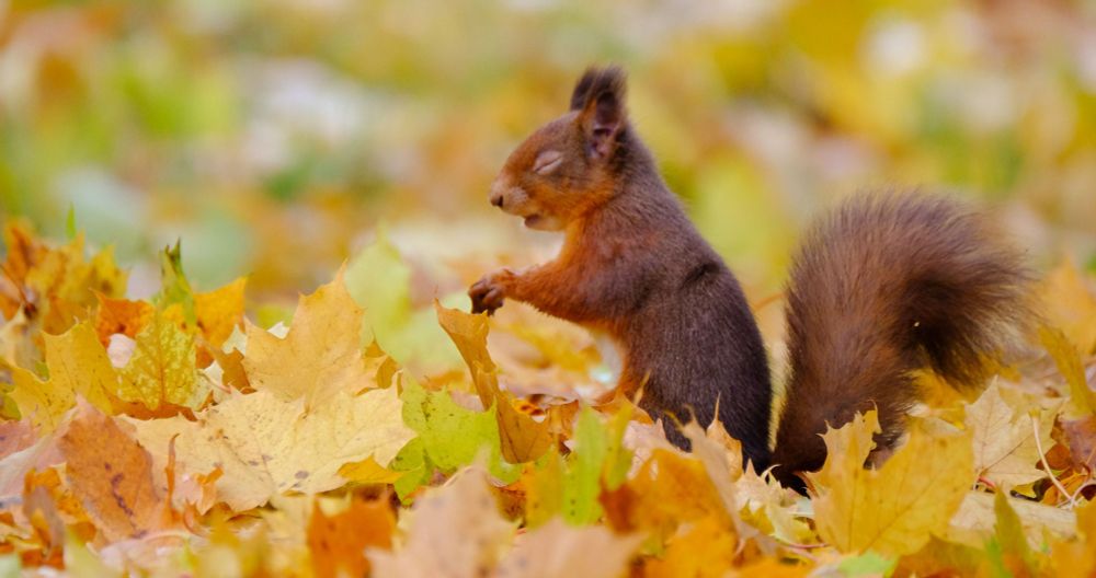 Red squirrel with eyes closed