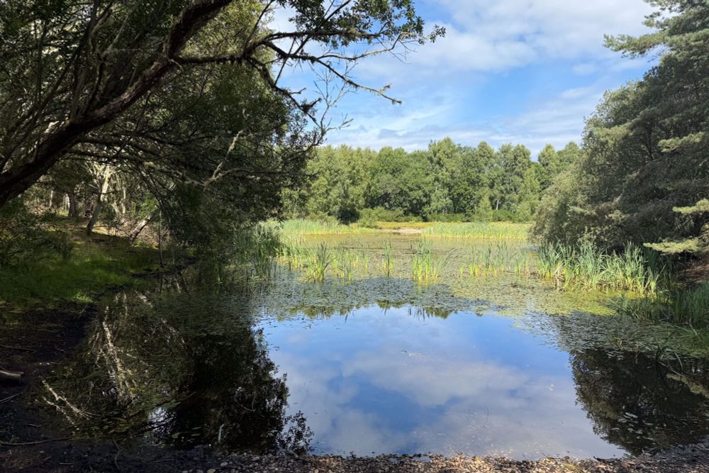 Pond