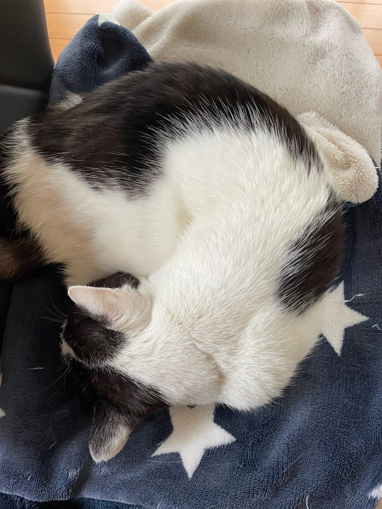 今日は寒いので丸くなって眠る猫