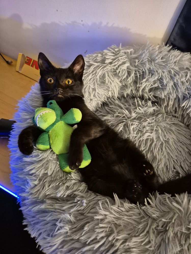 Merlin, and black cat, is laying in a soft cushion and holding a stuffed crocodile. He's looking slightly panicked and concert 