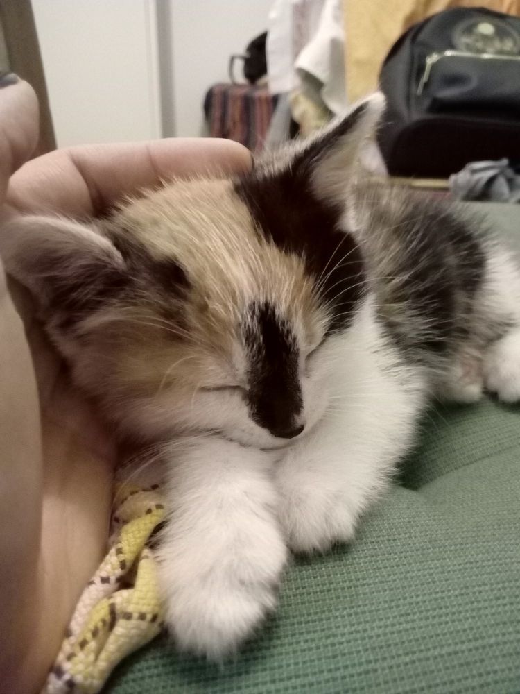 Very tiny calico kitten is sleeping cradled in her humans hand 