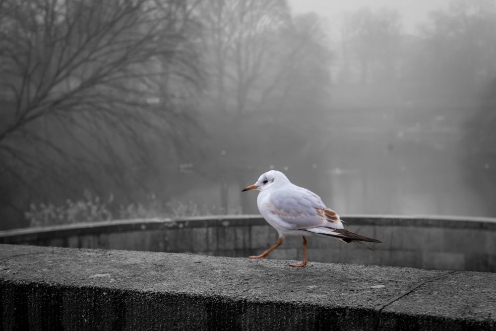Möwe auf Brückengeländer vor Nebel und Winterbäumen.