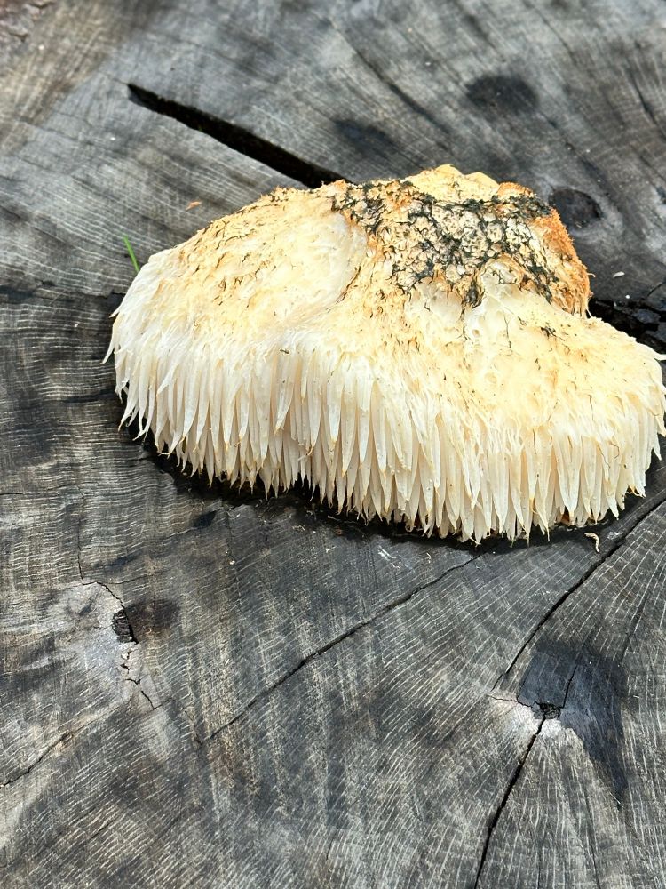 Lion’s Mane, Hericium erinaceus