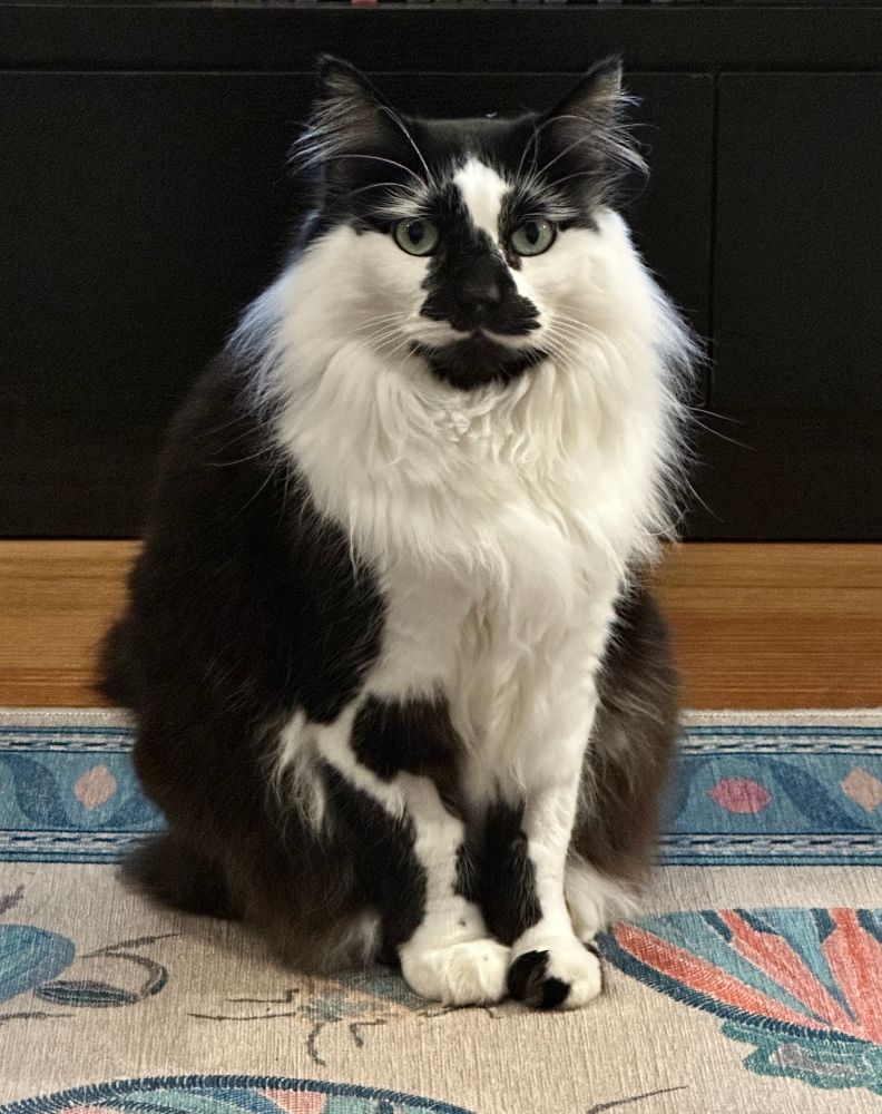 Black and white cat standing on the floor looking at the camera 