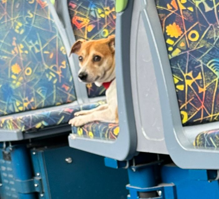 Small white and brown dog peeking around the corner of a commuter train seat