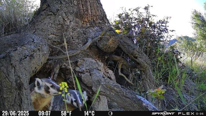Mama badger and kit watch the view from their den under a stump