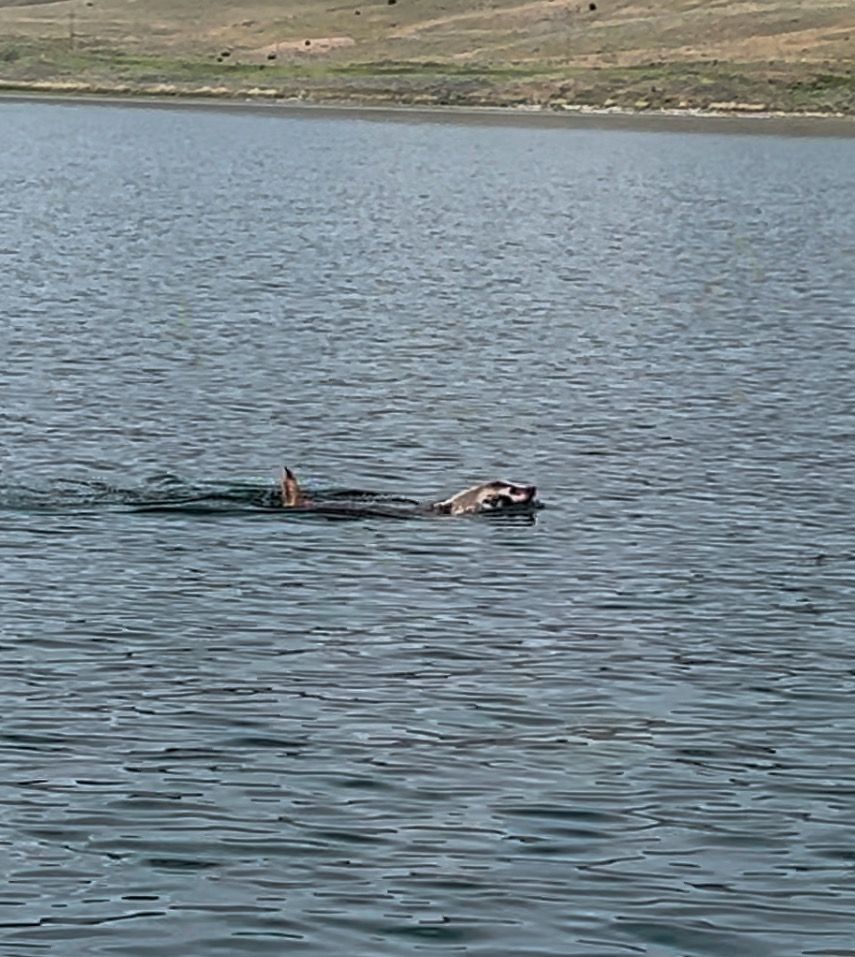 Swimming badger with its tail sticking straight up