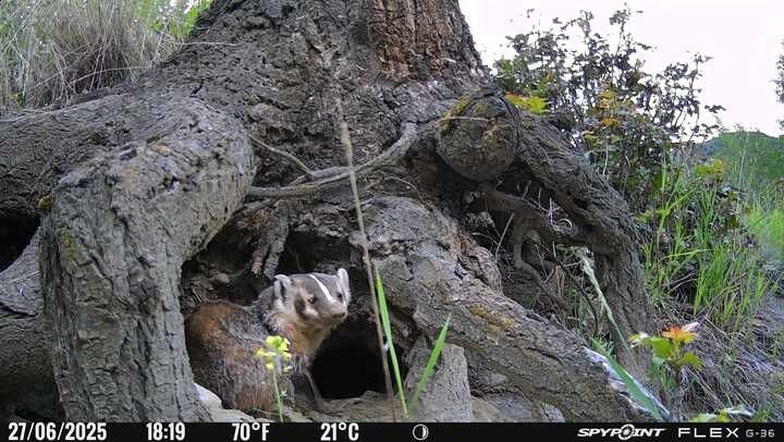 Mama badger poses with a flower under a stump