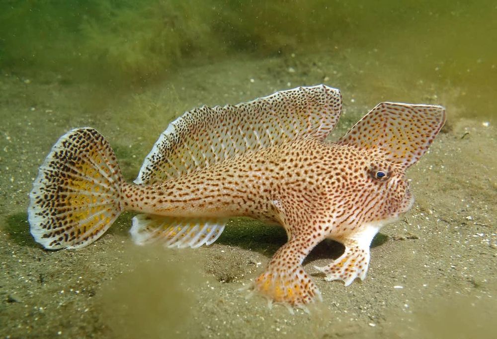 A spotted fish with hand-like fins, a froggy face and a mohawk
