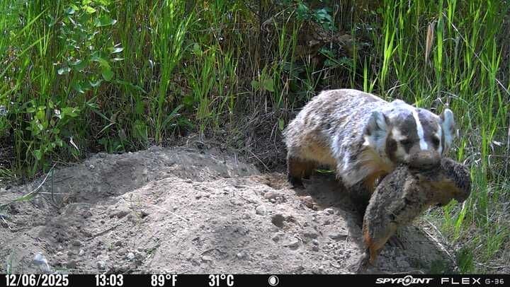Badger carrying dead ground squirrel