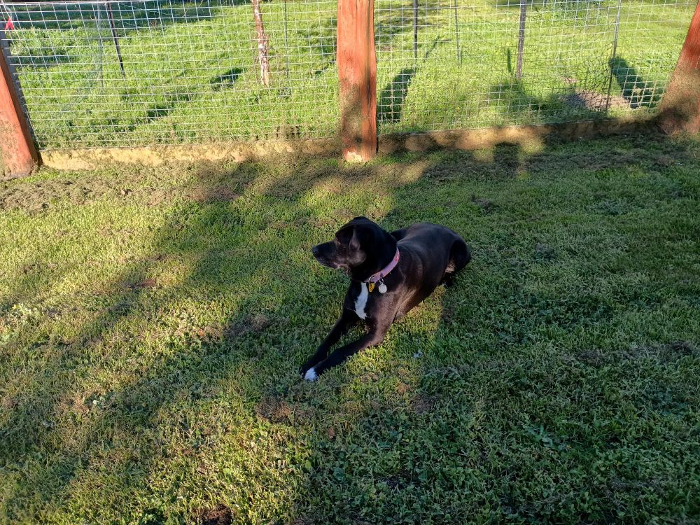Black Labrador cross laying on green grass 