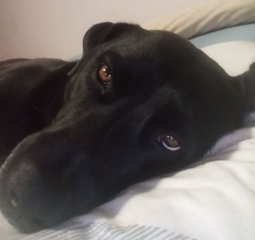 Charlie, a black Labrador cross, laying on his side, brown eyes dreamily looking at the camera
