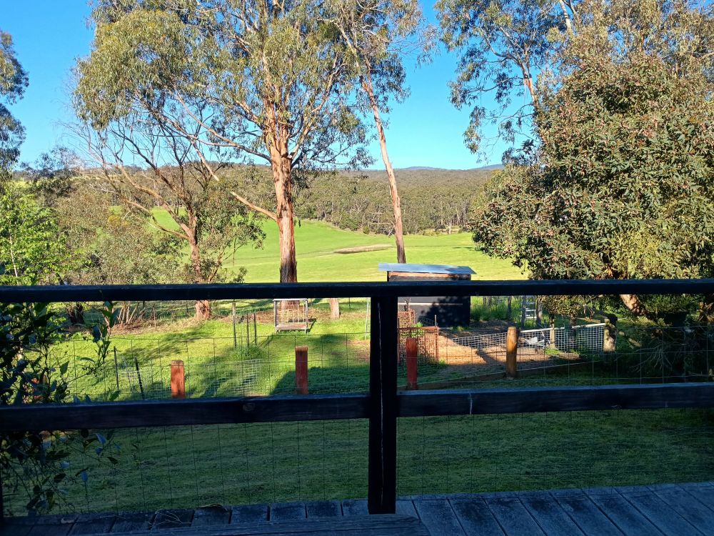 Looking out over a green valley, with eucalyptus trees in the foreground, and forest in the distance beyond
