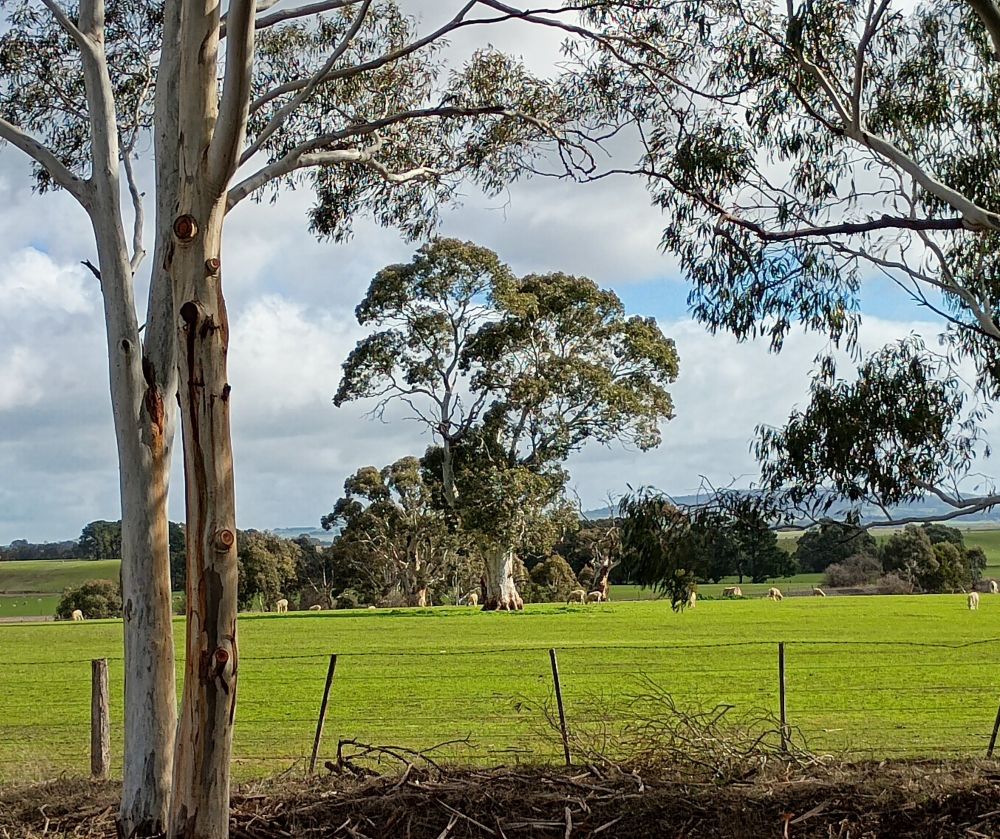 A broad trunked Eucalyptus tree is framed by the branches of other Eucalypts, standing in a green paddock with sheep dotted around the background, under a cloudy but pleasantly bright sky. Near Creswick, Victoria, Australia