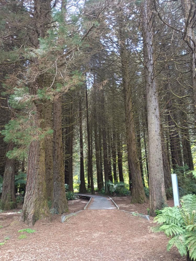 Towering trees reach skyward above a pathway