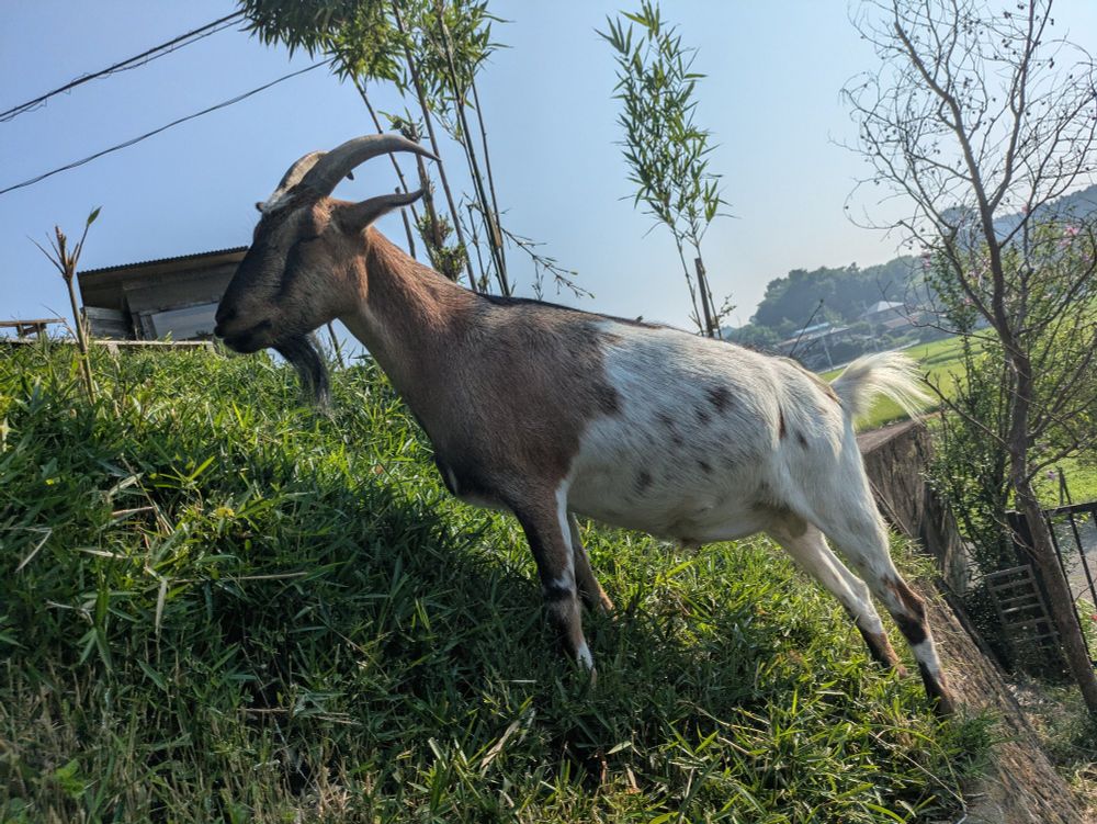 A handsome brown goat relaxing while standing on a slope