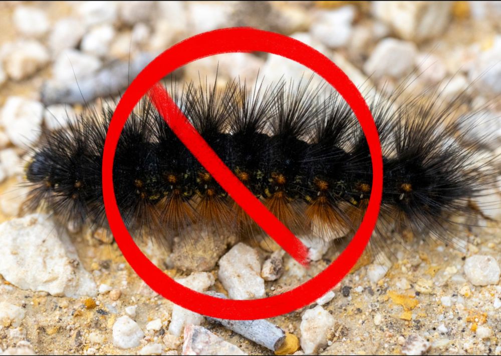 disgusting creature (deserved to be crossed out) asp? more like ASS.  dni if youre a fluffy FAKER anyway this is a asp, a fluffy catepillar moth thing. theyre venomous dont touch them. 