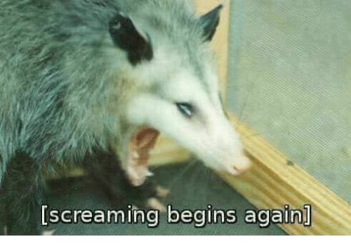 A picture of a possum screaming, with the text "Screaming begins again"