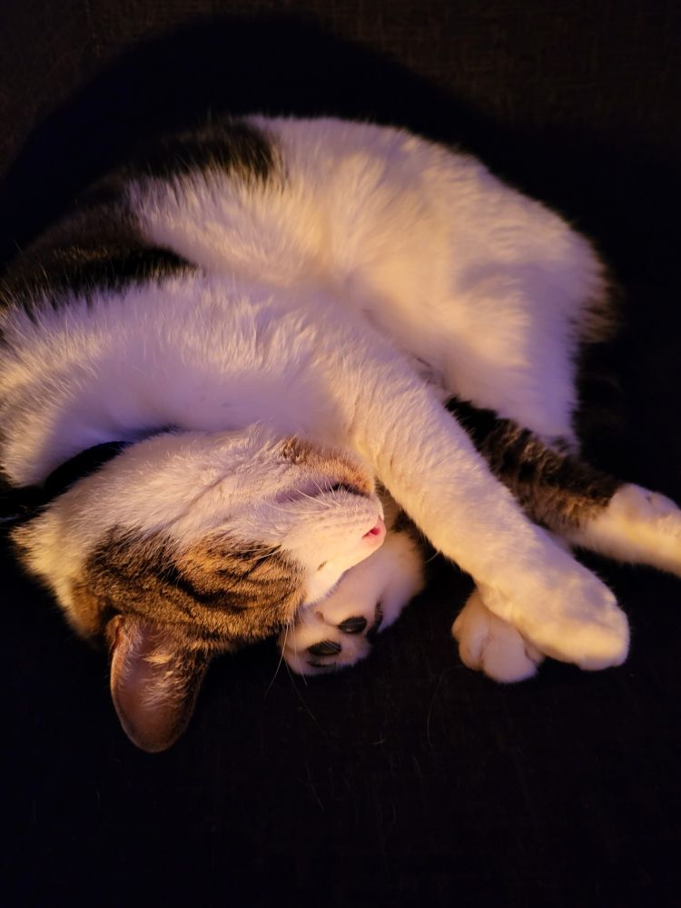 Black and white cat curled up asleep 