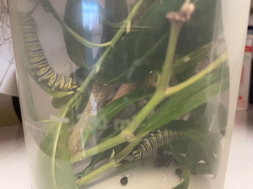 Two monarch caterpillars in a jar with milkweed & twigs. 