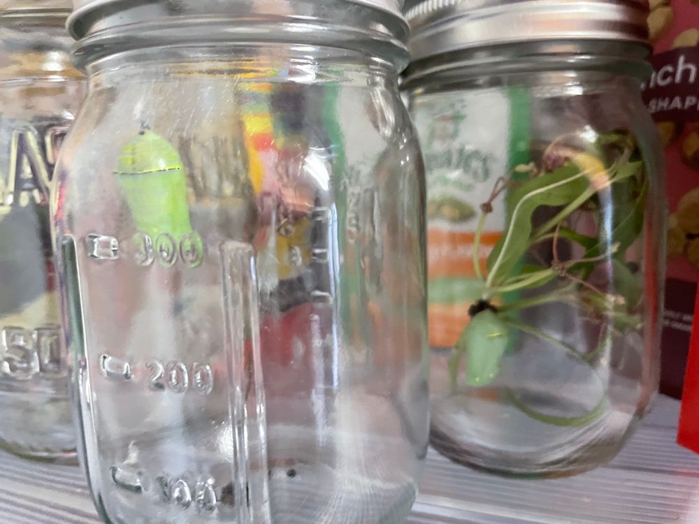 Two jars with monarch butterfly cocoons. 