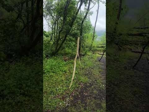 Woodland sculpture in the rain