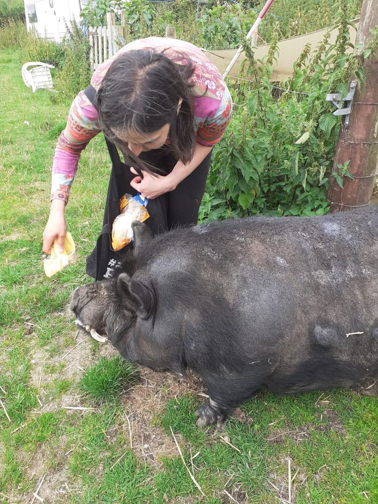 A sanctuary volunteer bends down to feed a snack to a black pig