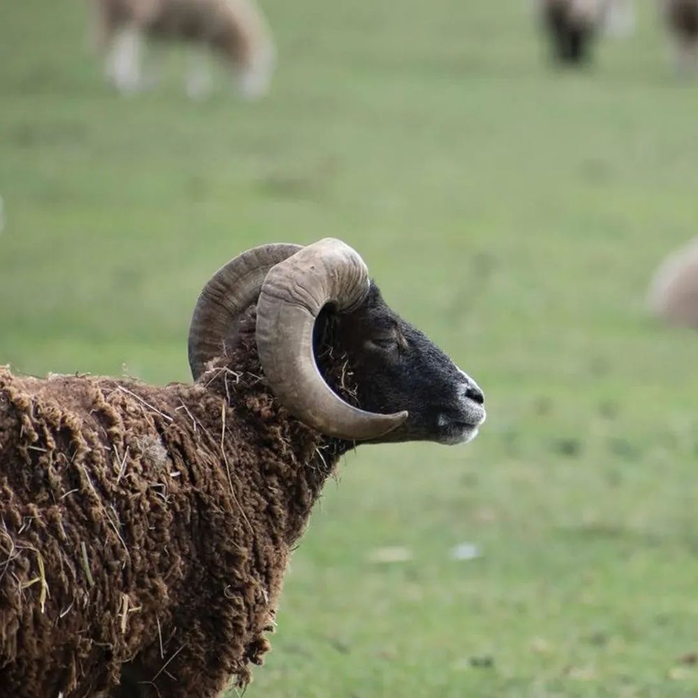 A brown sheep with large curly horns in profile 