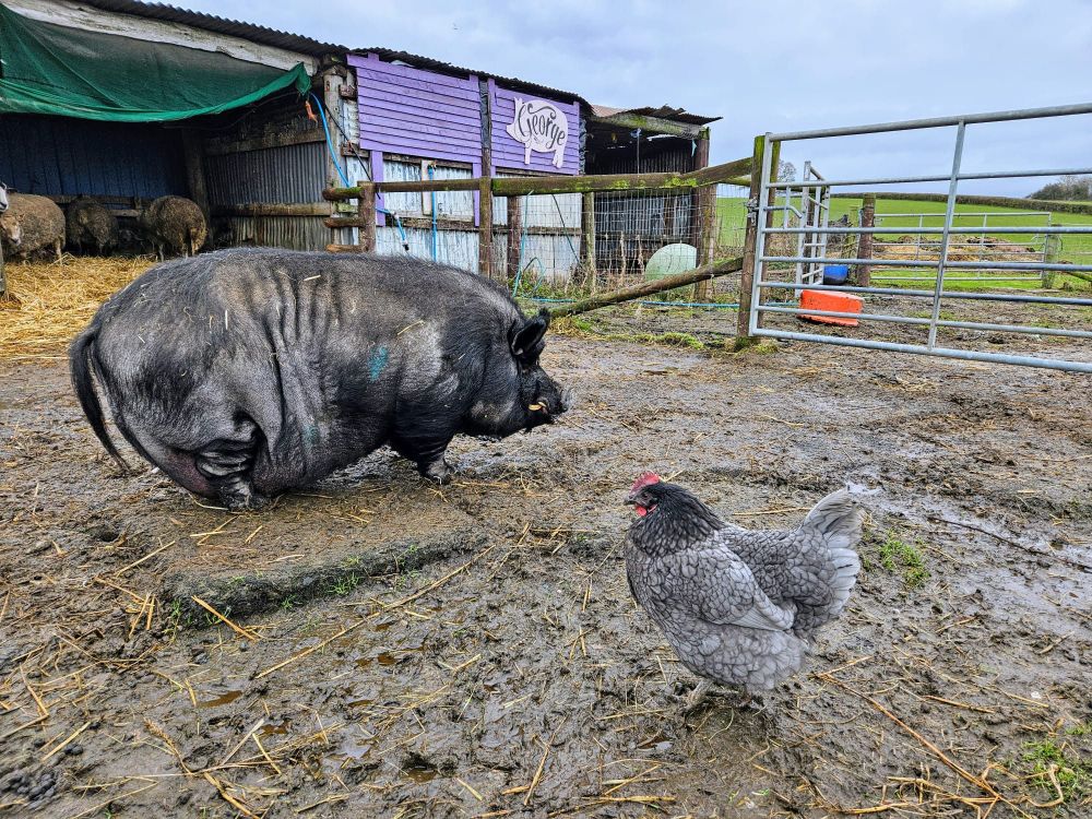 A large black pig hangs out with a chicken friend