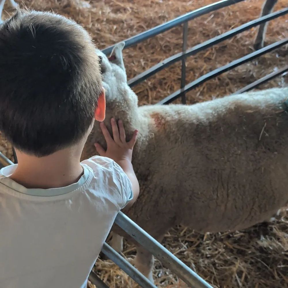 A young visitor pats the head of a large sheep 