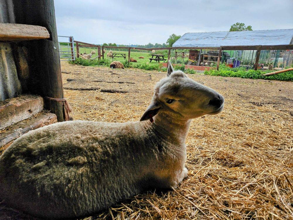 A very pretty sheep relaxes at a barn door, turning her head towards the camera