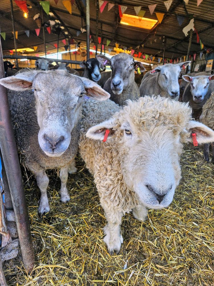 A close up photo of 2 friendly, serene sheep with other sheep in the background