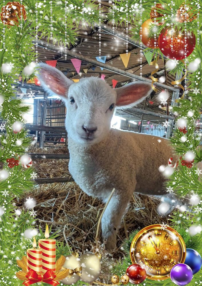 A photo of a tiny disabled lamb with a festive border of greenery, baubles and candles