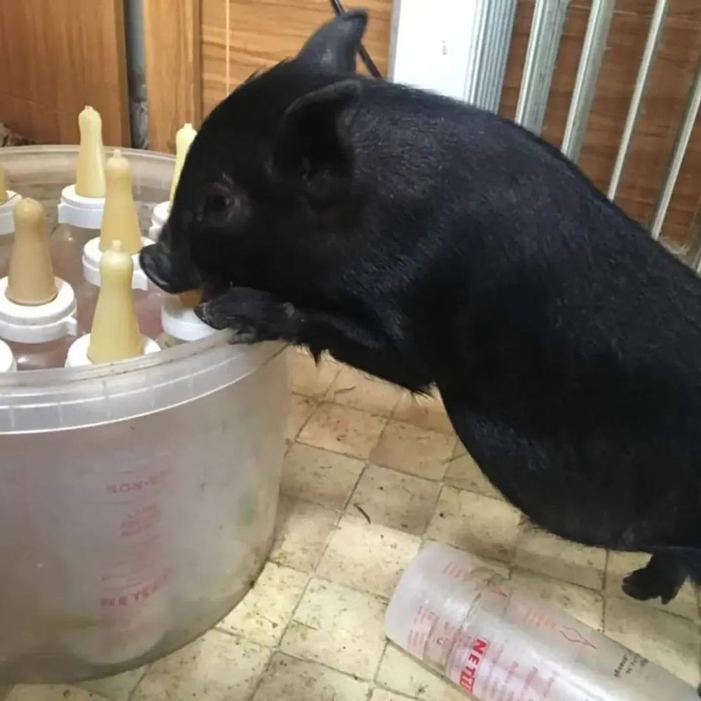 A young piglet sniffs at some bottles of feed