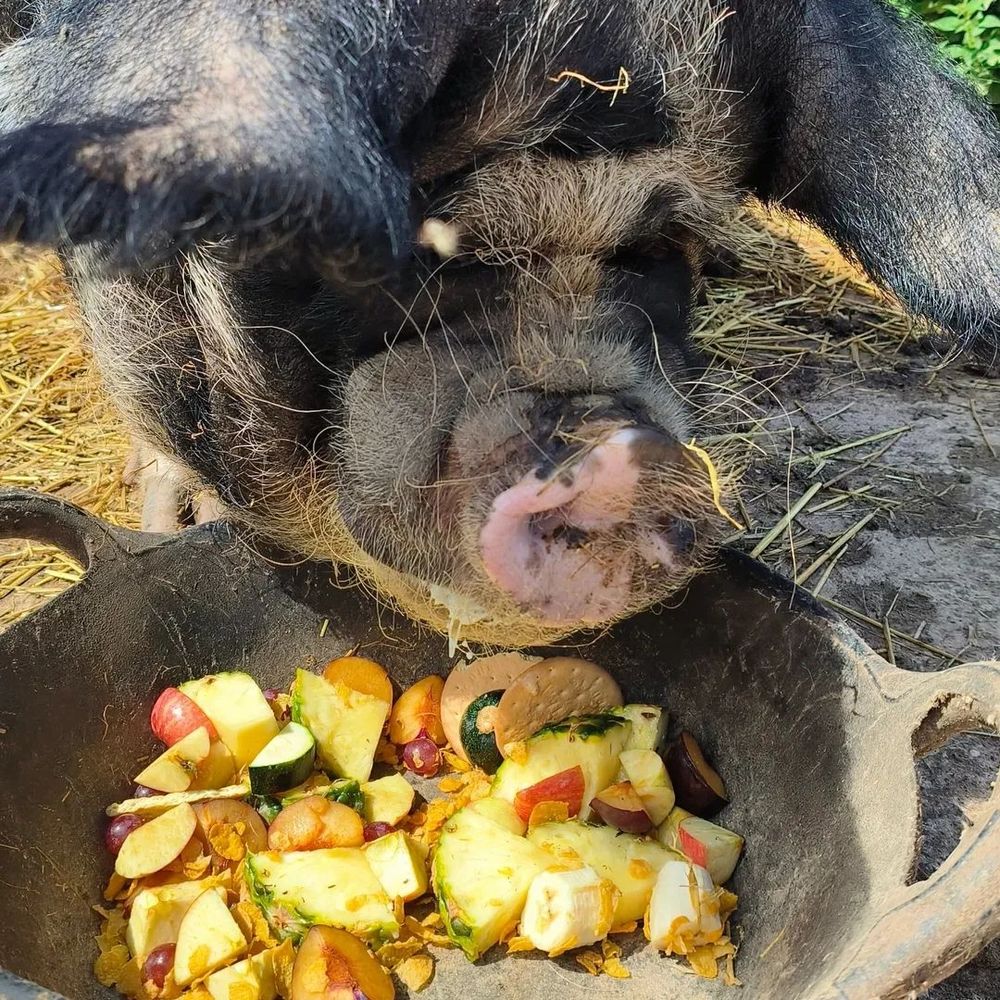 A sweet black pig tucks into a bowl of fruit and baked goods