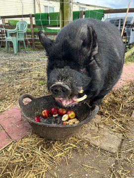 A large black pig tucks into a bowl full of fruit