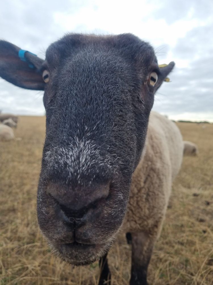  A close up photo of a curious, friendly sheep with a black face