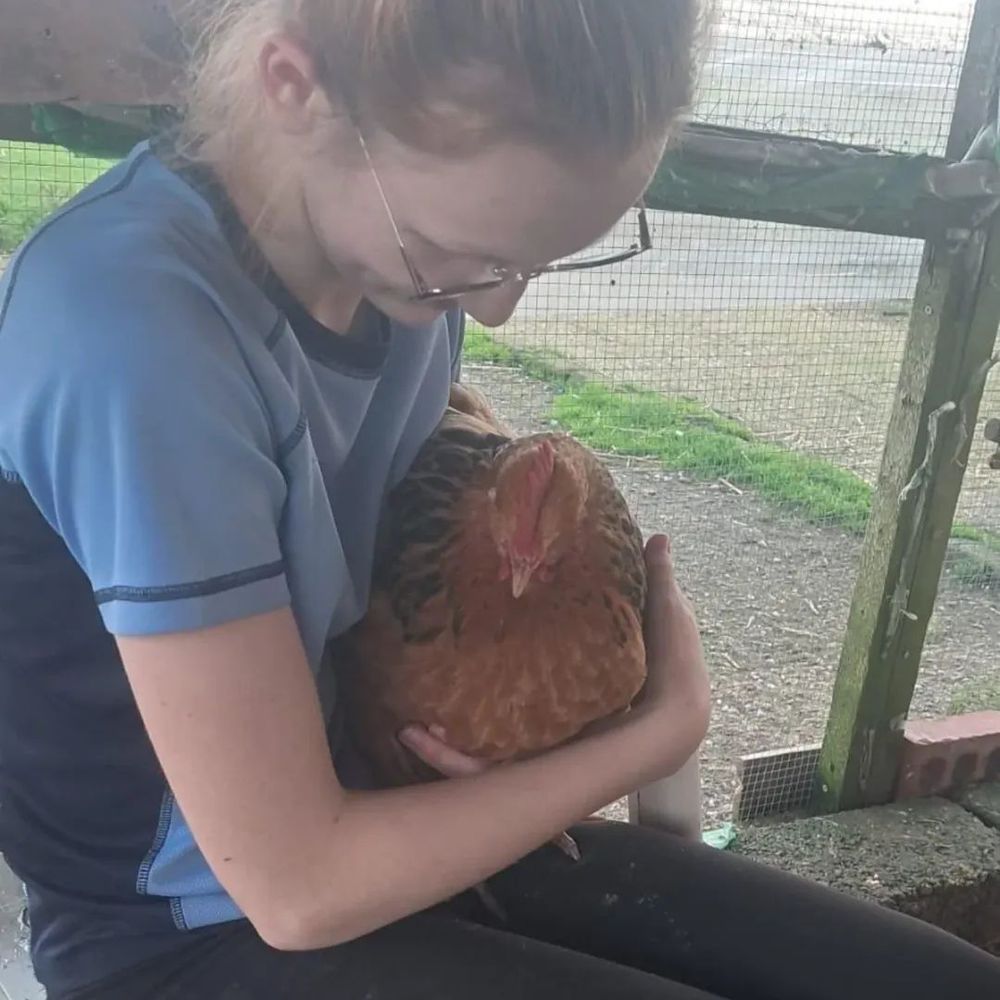A sanctuary volunteer cradles a chicken in her arms 