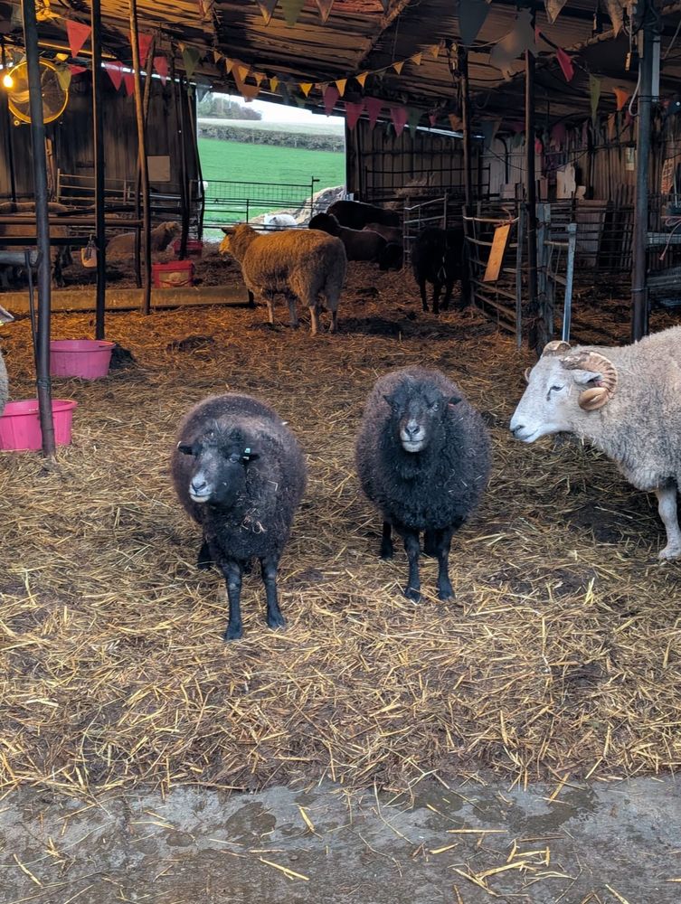 2 brown sheep stand in a cosy barn with other sheep around them