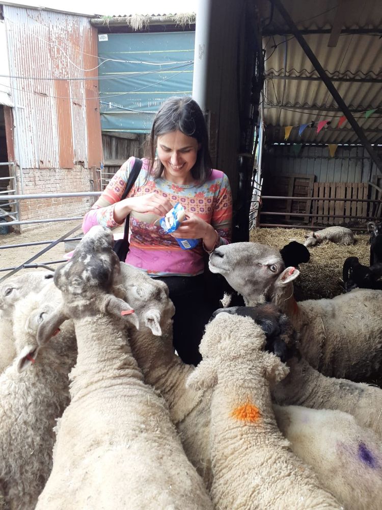 Sheep crowd around a sanctuary volunteer with a packet of rich tea biscuits 