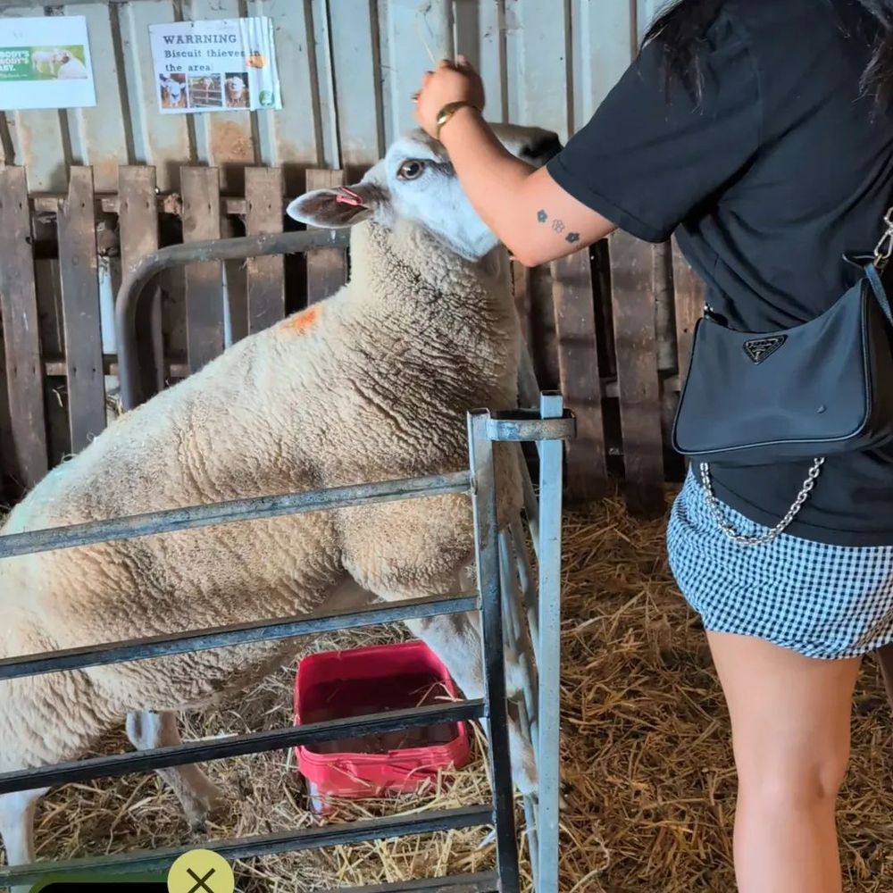 A visitor feeds a rich tea biscuit to a large sheep 