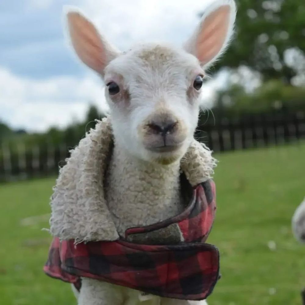 A tiny lamb in a red checkered coat