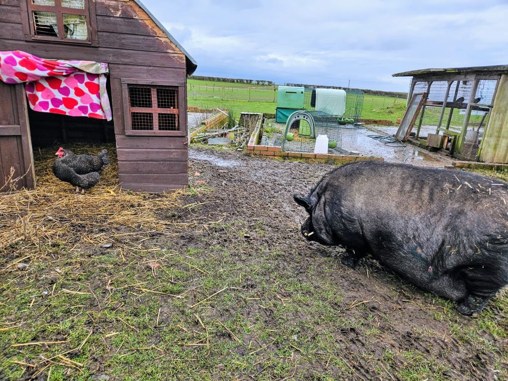 A large black pig hangs out with a  
chicken friend